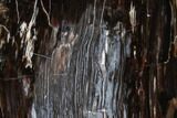 Polished Petrified Wood Stand-Up - Oregon #106374-2